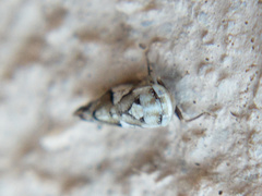 Norvellina mildredae