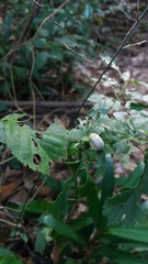 Hilarocassis albida