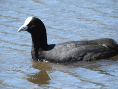Fulica atra