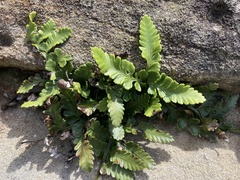 Asplenium difforme