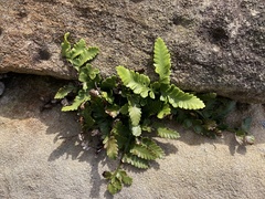Asplenium difforme