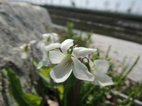 Viola lactiflora iNat (2)