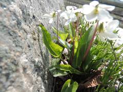 Viola lactiflora