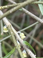 Melicytus flexuosus