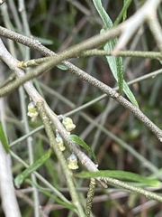 Melicytus flexuosus