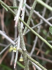 Melicytus flexuosus