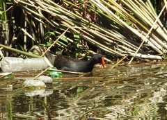Gallinula tenebrosa