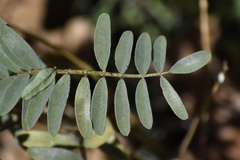 Astragalus douglasii parishii