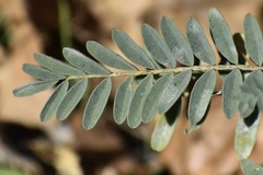 Astragalus douglasii parishii