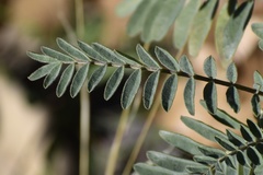 Astragalus douglasii parishii