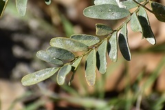 Astragalus douglasii parishii