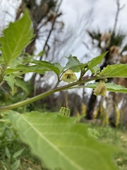 Physalis angulata image