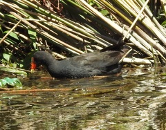 Gallinula tenebrosa
