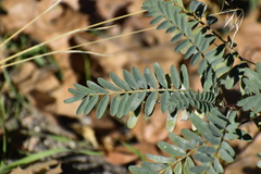Astragalus douglasii parishii