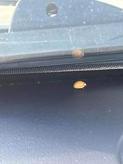 Harmonia axyridis