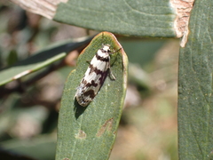 Philobota impletella