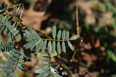 Astragalus douglasii parishii