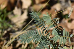Astragalus douglasii parishii