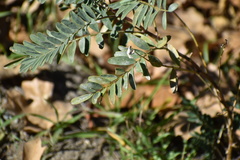 Astragalus douglasii parishii