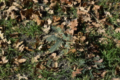 Astragalus douglasii parishii