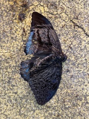 Tanaecia whiteheadi