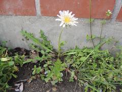 Taraxacum coreanum