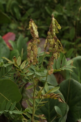 Hedysarum austrosibiricum