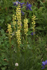 Pedicularis proboscidea