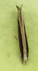 Erechthias stilbella