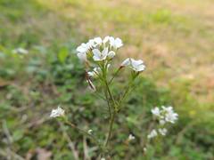 Cardamine parviflora