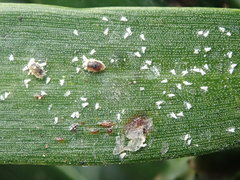 Nipaecoccus aurilanatus