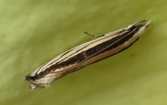 Erechthias stilbella