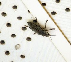 Chrysochroini