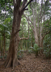 Syzygium tierneyanum