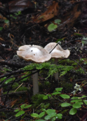 Inocybe albodisca