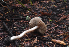 Inocybe albodisca