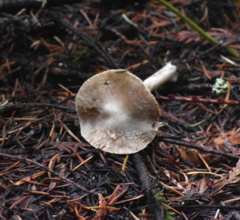 Inocybe albodisca