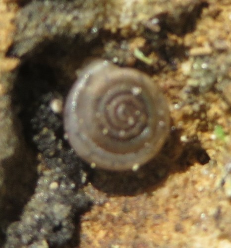 Polygyrinae image