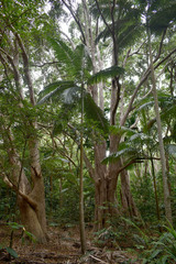 Syzygium tierneyanum