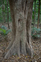 Syzygium tierneyanum