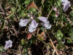 Scutellaria drummondii