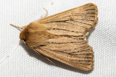 Ichneutica unica