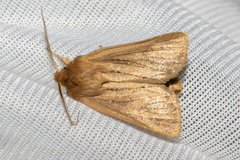 Ichneutica unica