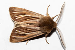 Ichneutica ceraunias