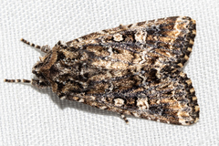 Ichneutica lithias