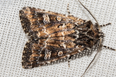 Ichneutica lithias