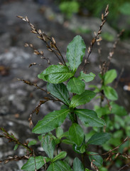 Pseudelephantopus spicatus