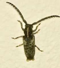 Sophronica lineata