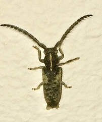 Sophronica lineata