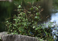 Pseudelephantopus spicatus